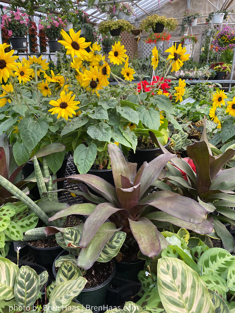 houseplants and sunflowers at garden center