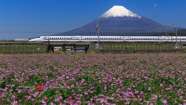 L'attraction de cet endroit est que vous pouvez profiter du paysage rural saisonnier en plus du mont Fuji et du Shinkansen. Du printemps (avril) au début de l'été, il y a beaucoup de lotus. / 風薫る５月、さわやかにいきたいですね