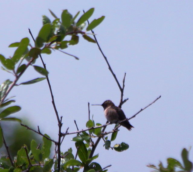 Black-chinned Hummingbird Perching