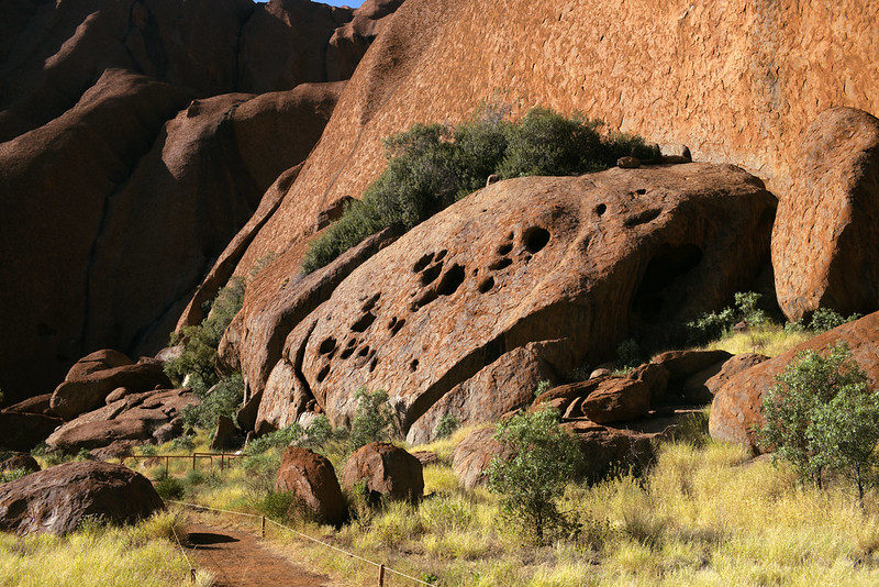 Greenery at Uluṟu