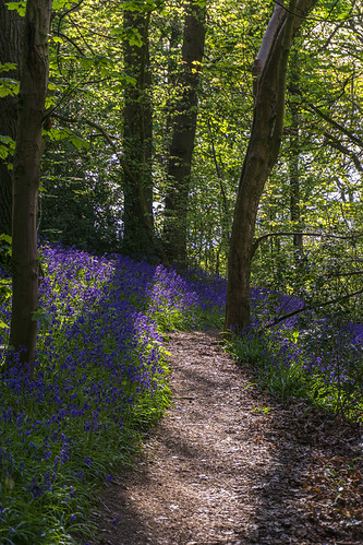 landscape derbyshire chesterfield cutthorpe linacrewood linacrereservoirs bluebells englishbluebells path woodlandwalk