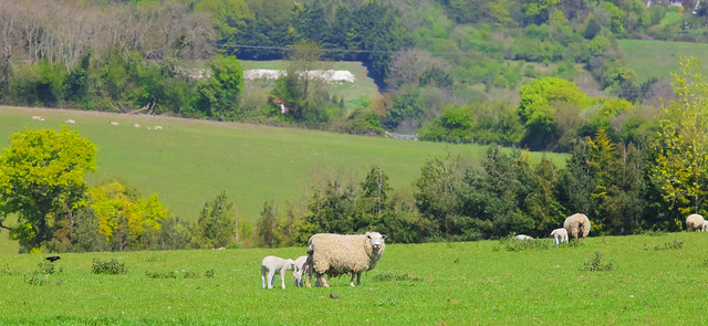 Spring Lambs on the Kent Weald..
