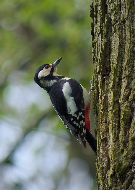 Great spotted woodpecker on reflexion