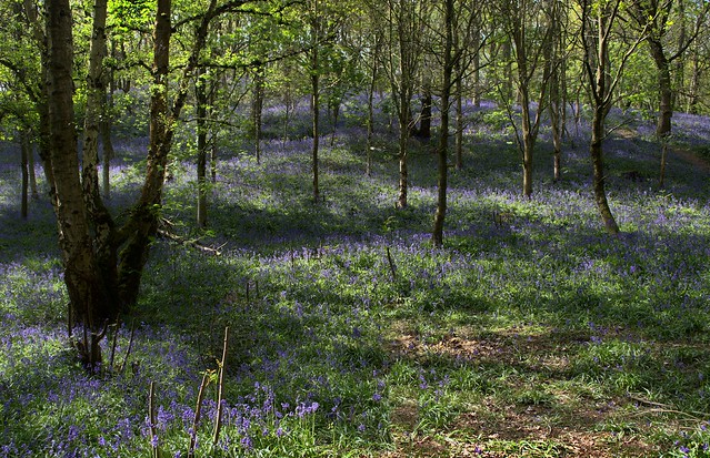 Bluebells, The Outwoods, Leicestershire
