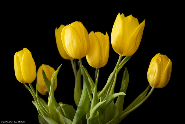 Yellow Tulips on black, April 25, 2022