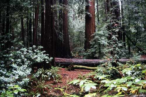 Armstrong Redwoods State Natural Reserve (1)