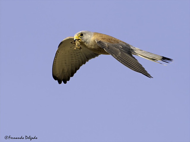 Penereiro das Torres (Falco naumanni) | Lesser Kestrel