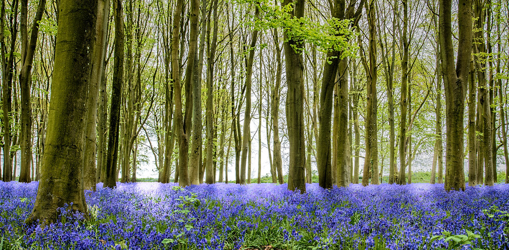 The Dusty Bluebells