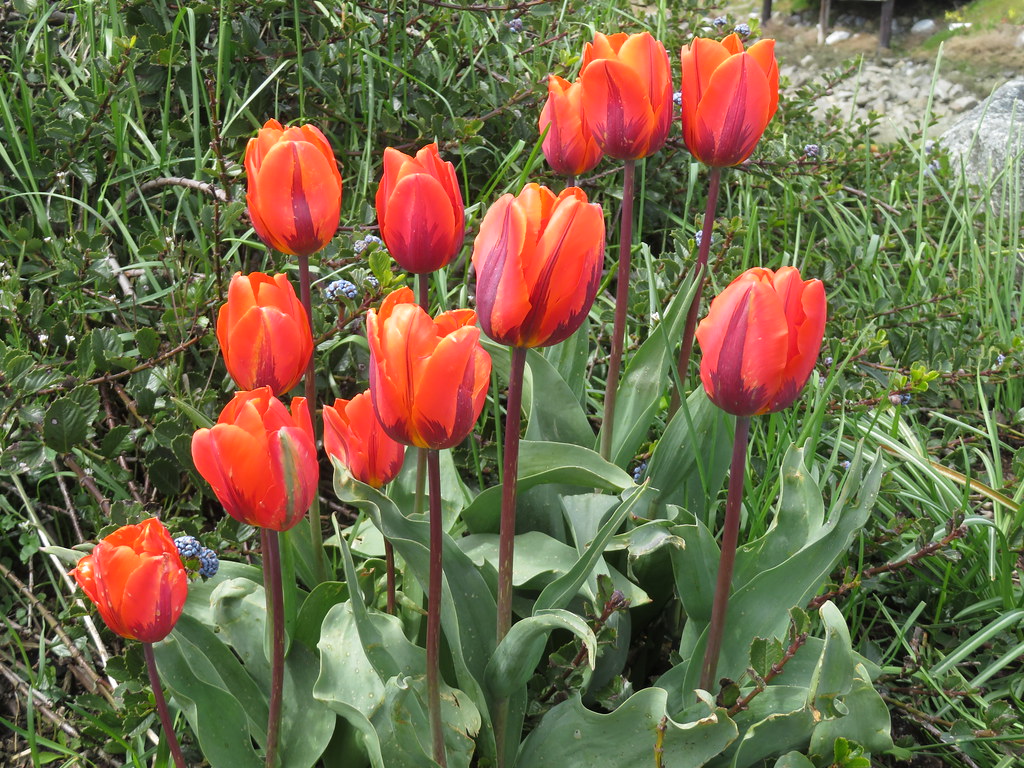 Tulips at the Comox Marina
