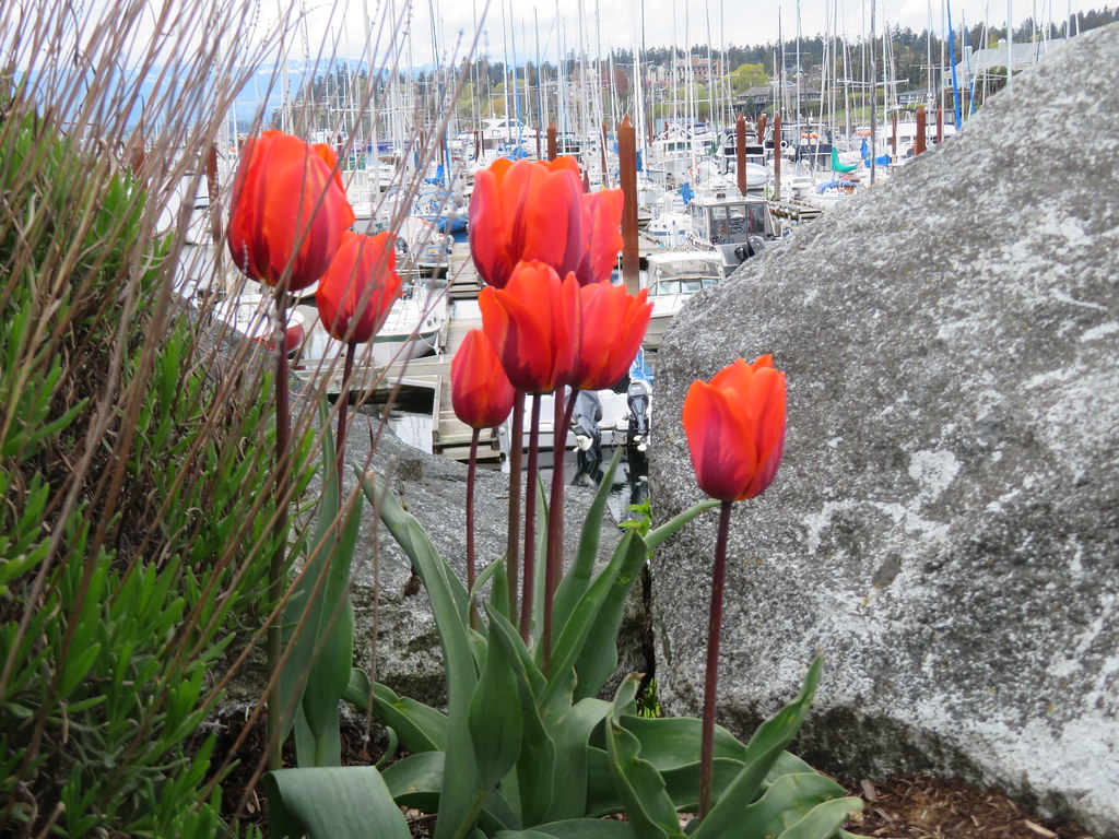 Tulips at the Comox Marina