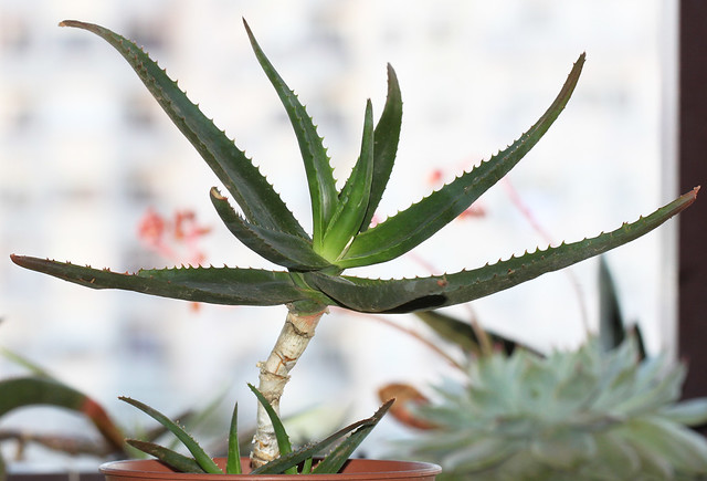 Aloe forbesii