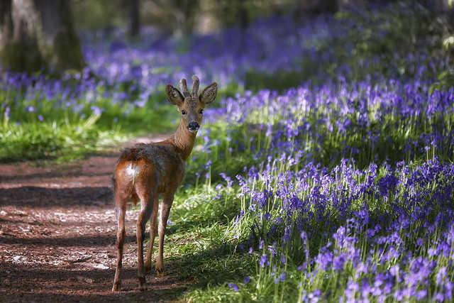 Deer in a Hampshire Bluebell Wood