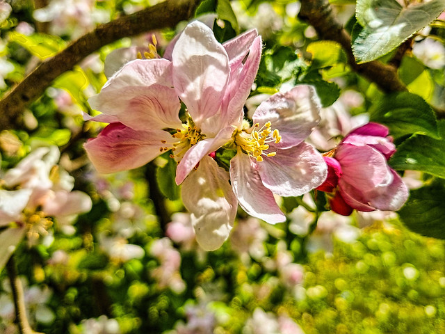 Apple Blossoms in My Garden
