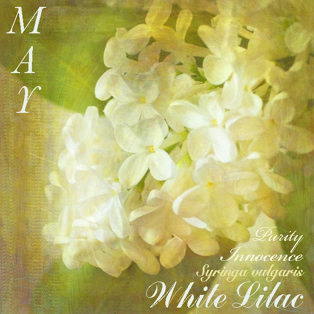 White Lilac for May: AMG May Placemark