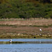 Little egret and gulls