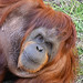 			<p><a href="https://www.flickr.com/people/154721682@N04/">Joseph Deems</a> posted a photo:</p>
	
<p><a href="https://www.flickr.com/photos/154721682@N04/52042725869/" title="Orangutan"><img src="https://live.staticflickr.com/65535/52042725869_9710f88ea1_m.jpg" width="220" height="240" alt="Orangutan" /></a></p>

<p>Fort Worth Zoo</p>