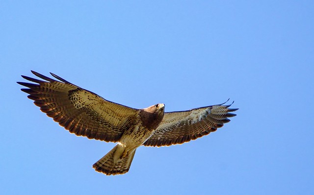Swainson's Hawk Flight