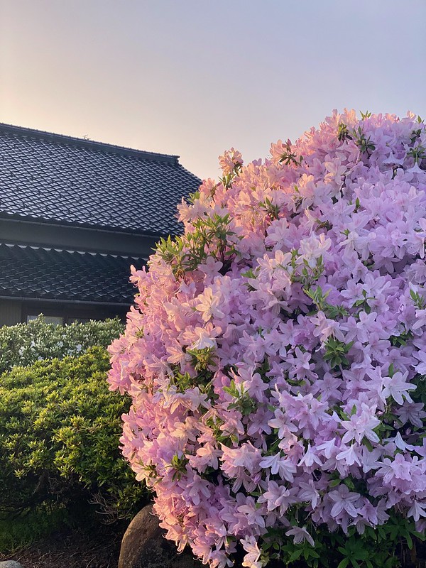 Цветы японской весны IMG_2309