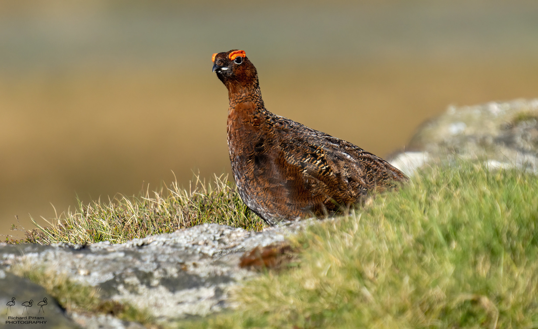 Red Grouse - "What you lookin' at?"