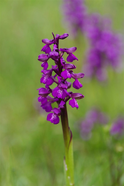 Kent's Green Winged Orchids