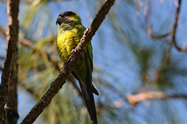 Nanday Parakeet, Florida, Palm Beach County