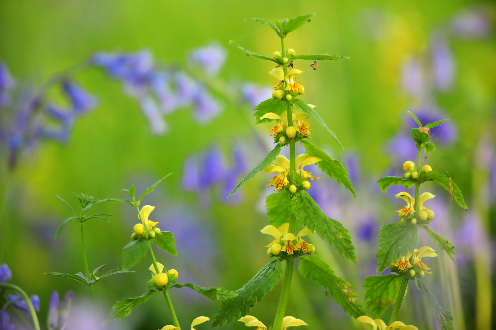 Yellow Archangel and Bluebells