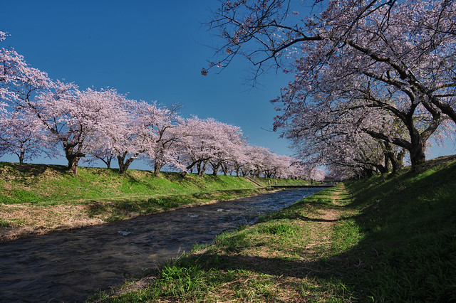 Cherry blossom trees along the Funakawa River