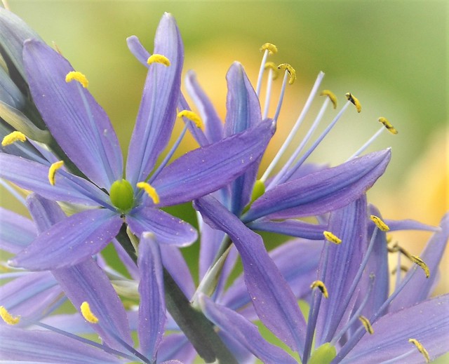 Blauwe Prairielelie / Blue Prairie lily