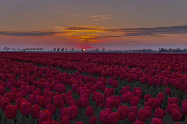 Tulips and sunset