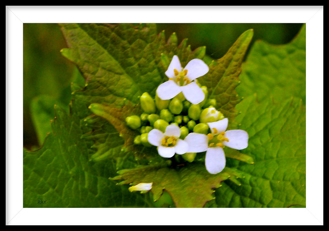 Garlic Mustard. I haven't posted this in a while. I figured I might as well post it again. Blooms April-June, habitat is waste places and woods.
