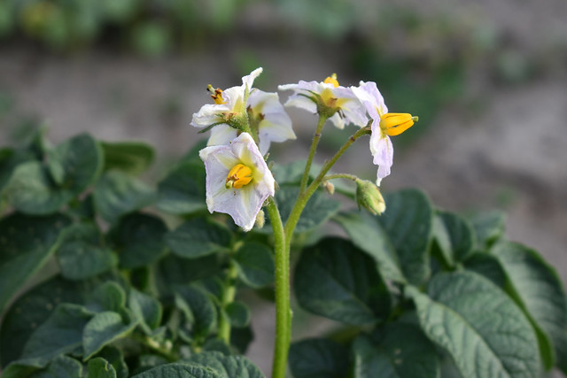 Blossoming Potato Plant.