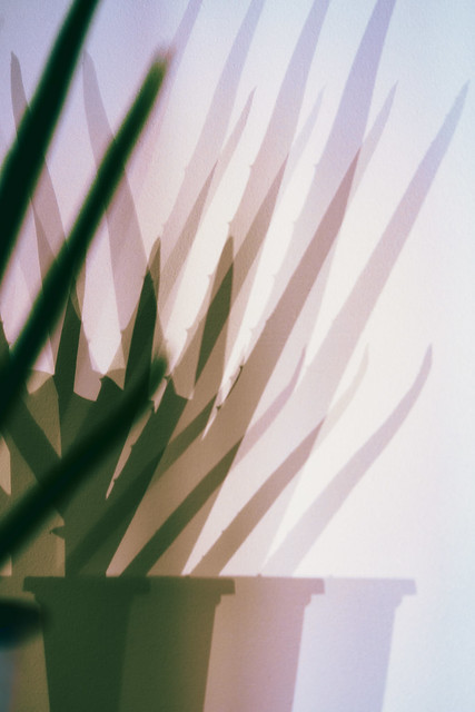Aloe Abstraction