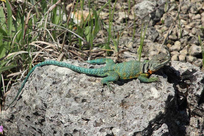 male eastern collared lizard