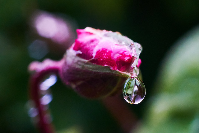 rose bud in the rain