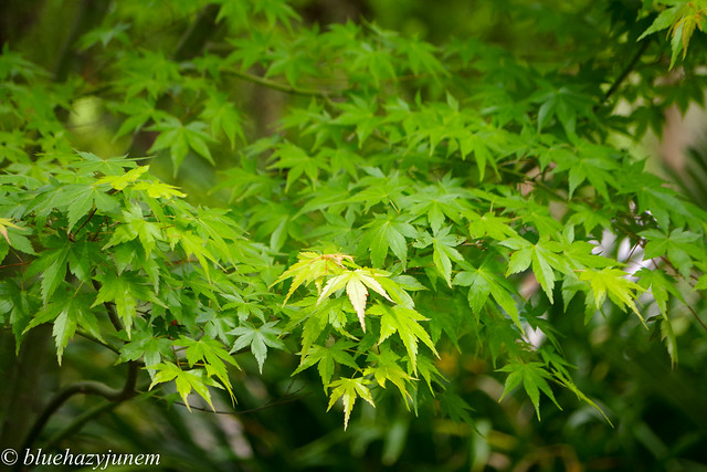 Hello May!  - Fresh Japanese Maple Leaves -