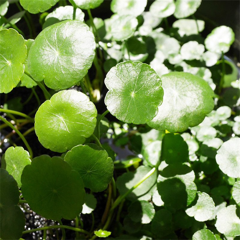 ウォーターマッシュルーム ウォーターコイン ウチワゼニクサ ビオトープ かわいい 水草 水生植物 Hydrocotyle verticillata