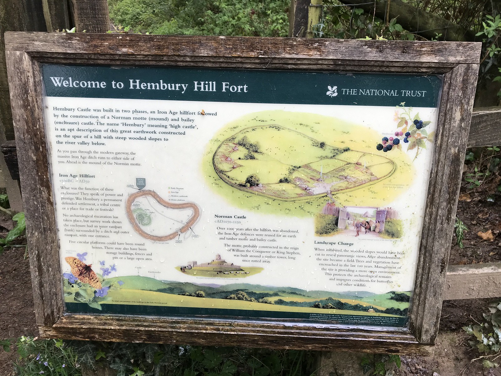Hembury Hill Fort, Hembury Woods