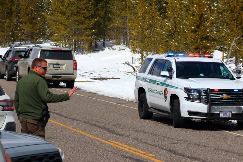 IMG_2930 Ranger Regulating Visitors, Yellowstone National Park