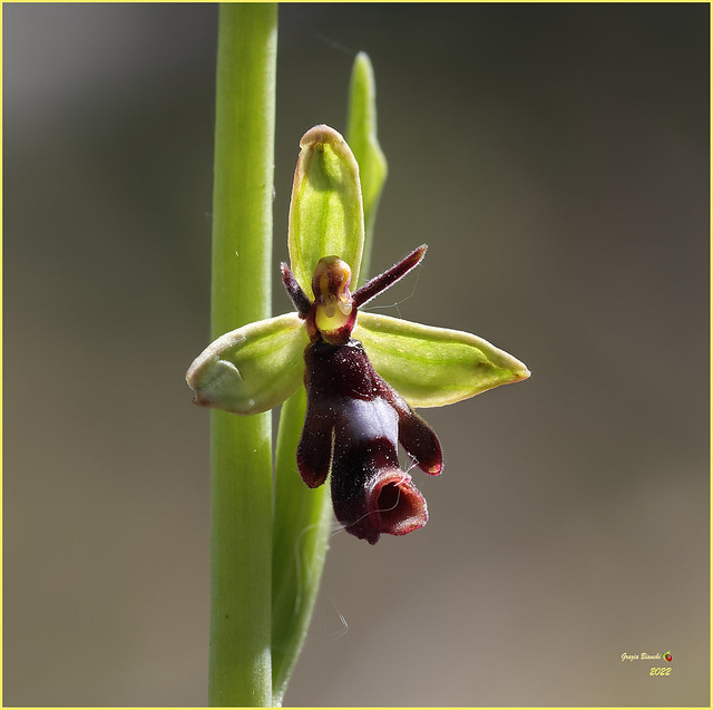 Ophrys insectifera - Zona Chianti fiorentino
