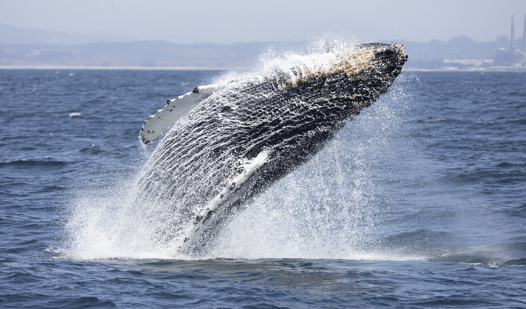 Dolphins, Whales, and Elephants: Do Animals Speak in Sentences? Unpacking the Debate on Complex Animal Language