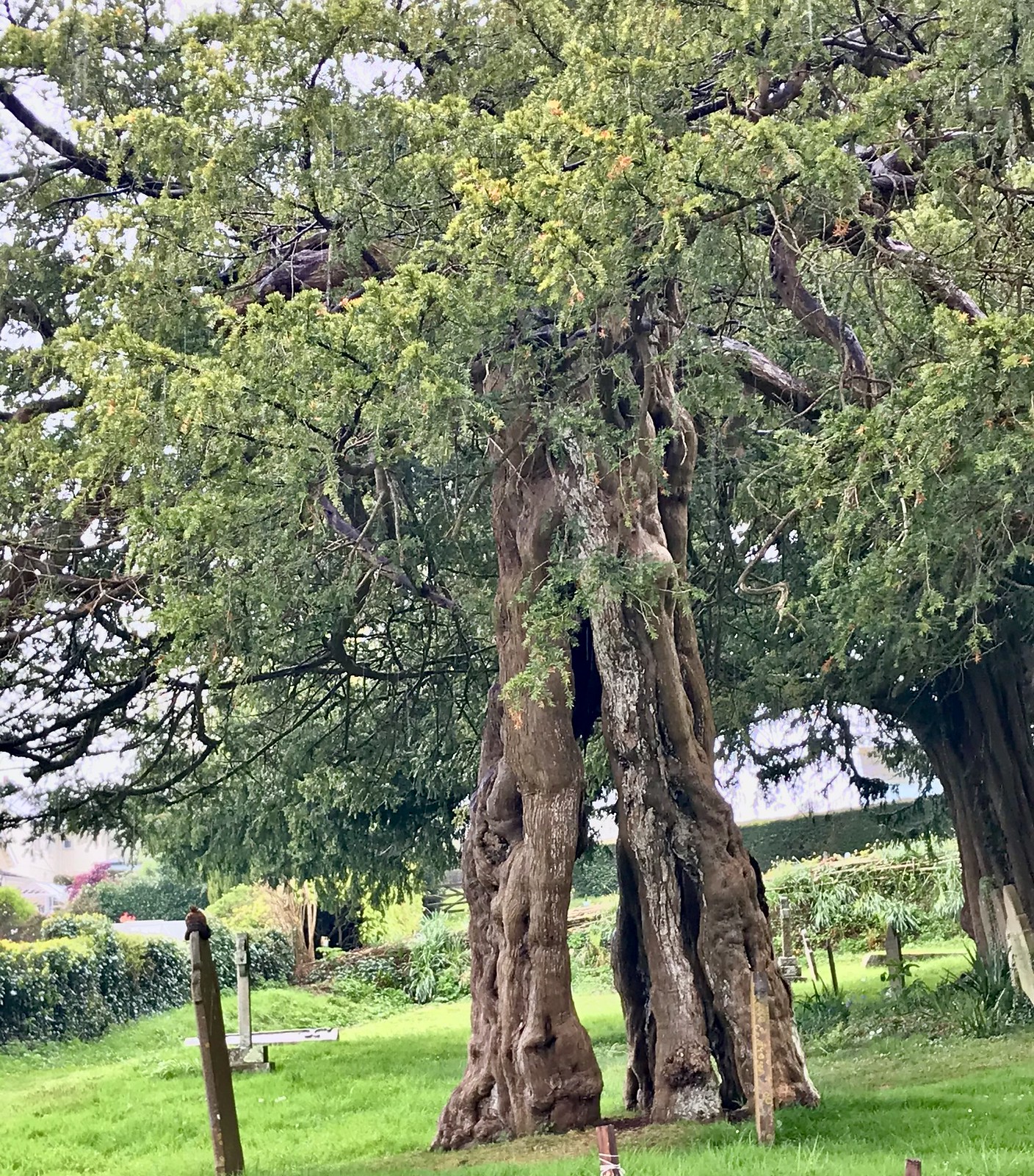The 800 year old Yew tree in Holne churchyard