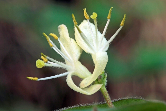 Lonicera xylosteum