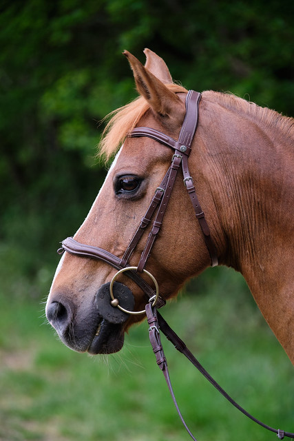 Horse : horsing : equitation / equestrian
