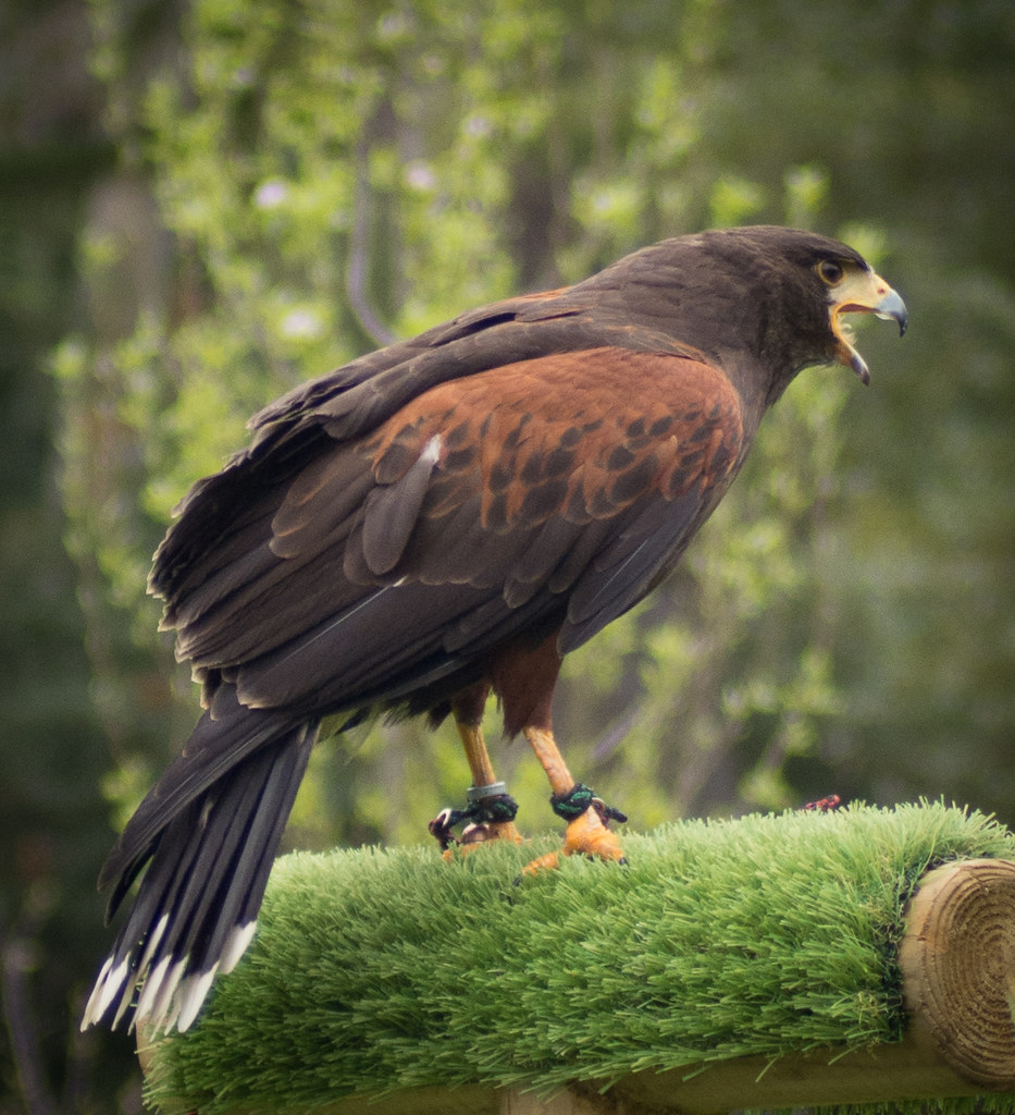 20220502-20220502-Dunrobin Castle29 | Harris Hawk | Geoff Fleming | Flickr