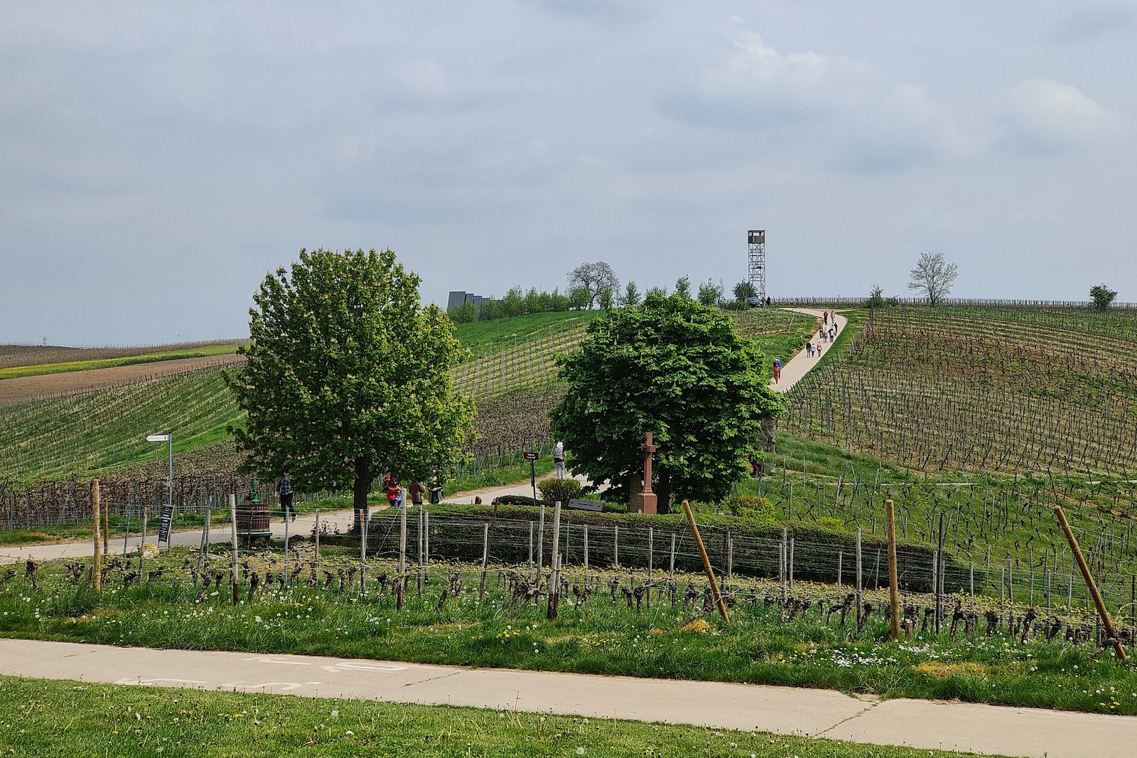Blick vom Weinpavillon zur Kapelle in den Zornheimer Weinbergen