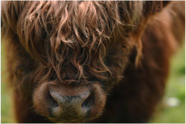 Highland bull portrait.... 85mm Congrats on Explore! ⭐ May 3, 2022
