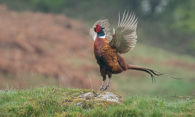 Displaying Ring-necked Pheasant