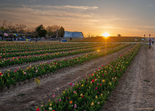 Burnside Tulip Farm 2022 by michael_orr25, Burnside Tulip Farmsburnsidefarms nokesville tulip sunset