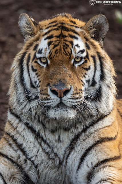 Siberian Tiger - Pairi Daiza - Belgium