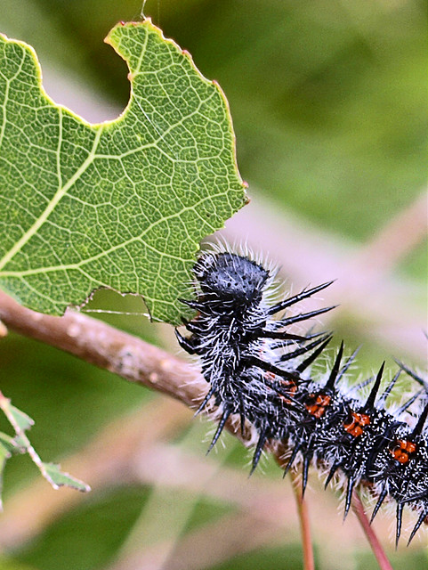 Die kleine Raupe Nimmersatt - The Very Hungry Caterpillar